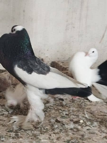 Gubara Huge Male for sale 3