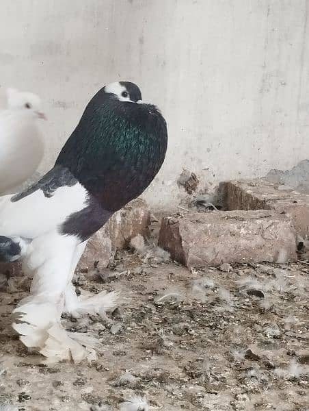 Gubara Huge Male for sale 5