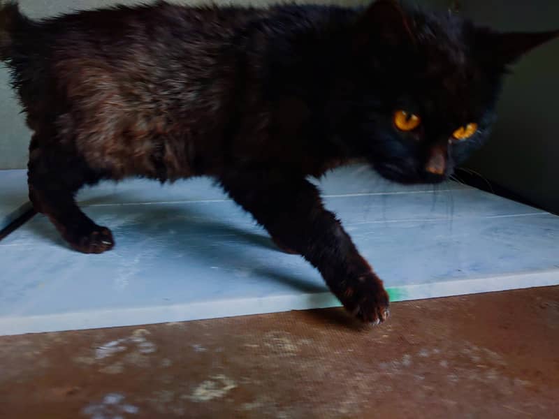 Male Black Persian Cat 0
