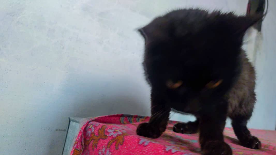 Male Black Persian Cat 2