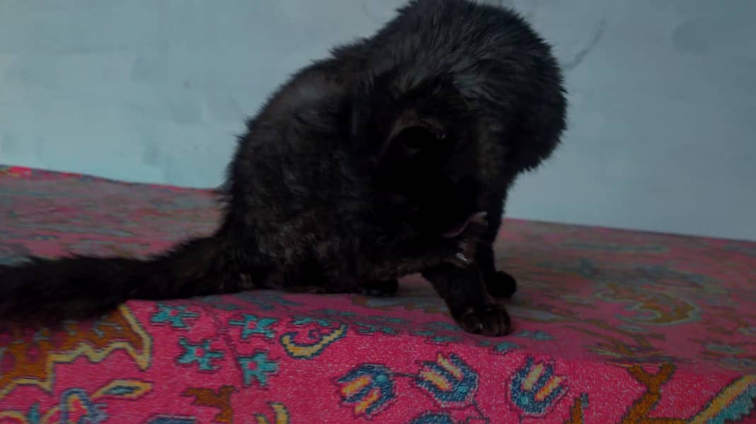 Male Black Persian Cat 3