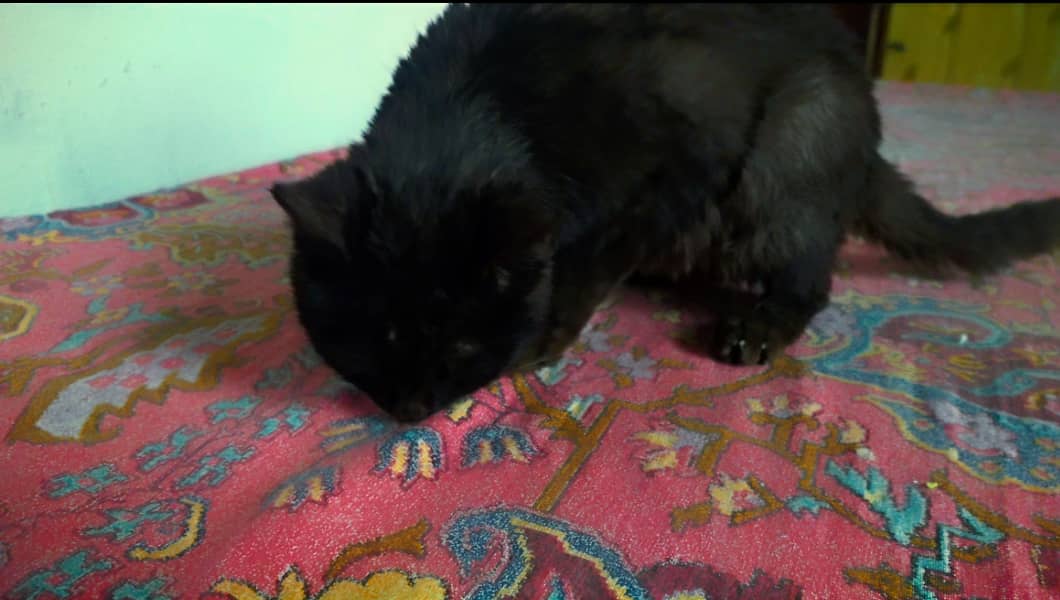 Male Black Persian Cat 4