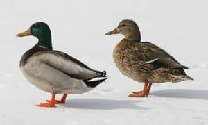 Two pair of ducks in small amount