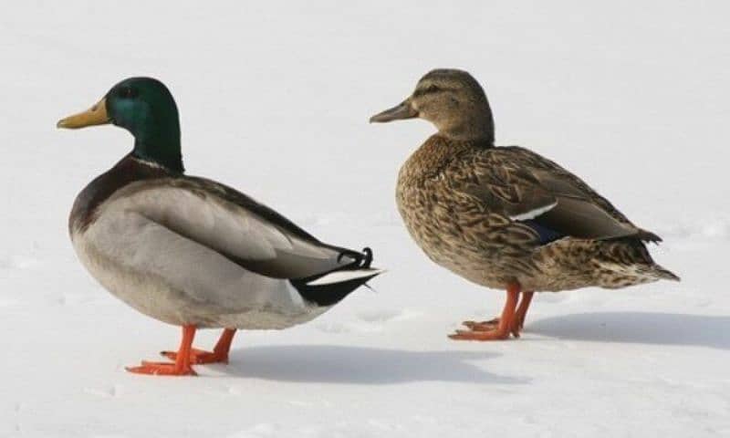 Two pair of ducks in small amount 0