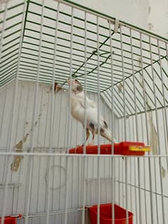canary with cage  available