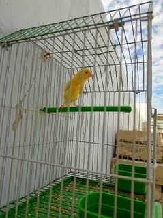 Canary available with cage