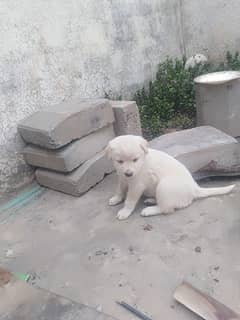 Russian puppies urgent sale