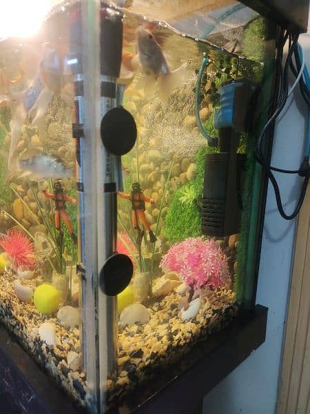 fish and Aquarium full setup 0