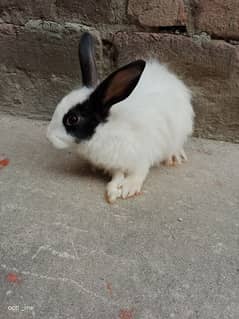 angora rabbit,home breed