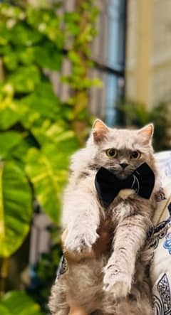 Triple layer grey Persian cat