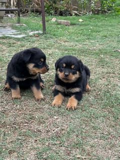 Rottweiler pair puppies