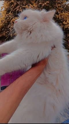 Persian cats for sale / Cats  / persian cats