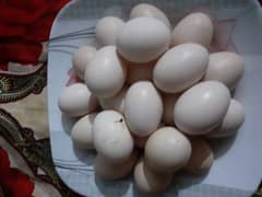 Aseel aggs // Pure heera aseel eggs