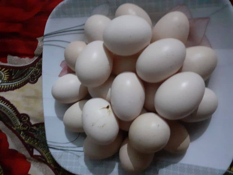 Aseel aggs // Pure heera aseel eggs 0