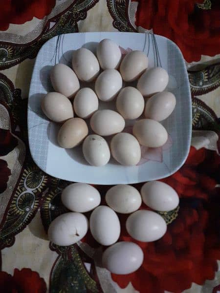 Aseel aggs // Pure heera aseel eggs 1