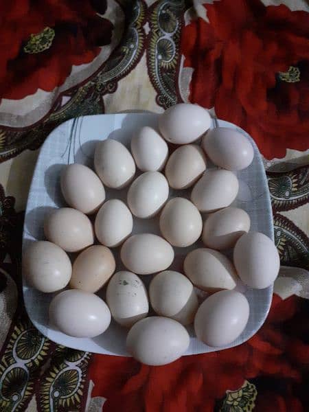 Aseel aggs // Pure heera aseel eggs 2