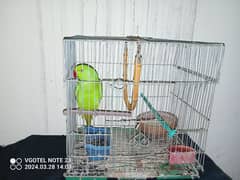 cage with parrot