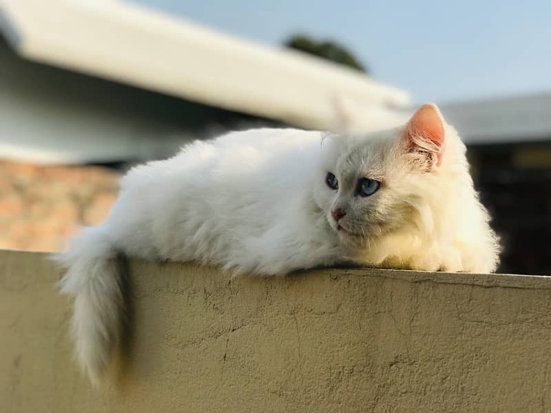 Triple coded, punched face Male Persian cat (6Months age) - Cats ...