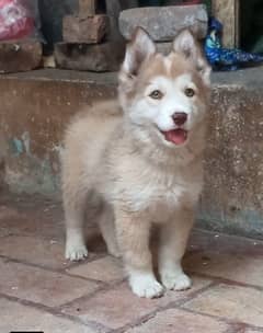 Siberian Husky Mel puppy available 75 days age for sale