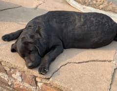 non pedigree female Labrador for sale