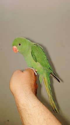 Beautiful  Hand Tamed Green Parrot Chick