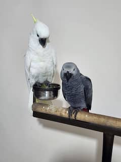 Triton Cockatoo & 6 Young African Grey Parrots Hand Tamed and Self