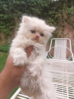 persian male kitten semi punch face triple. coated
