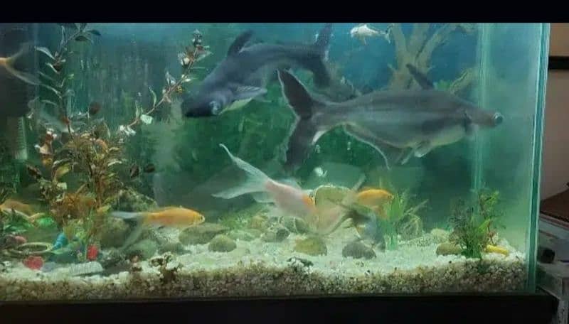 Pair of Blue Line Sharks Aquarium Fish - only fish for sale 0