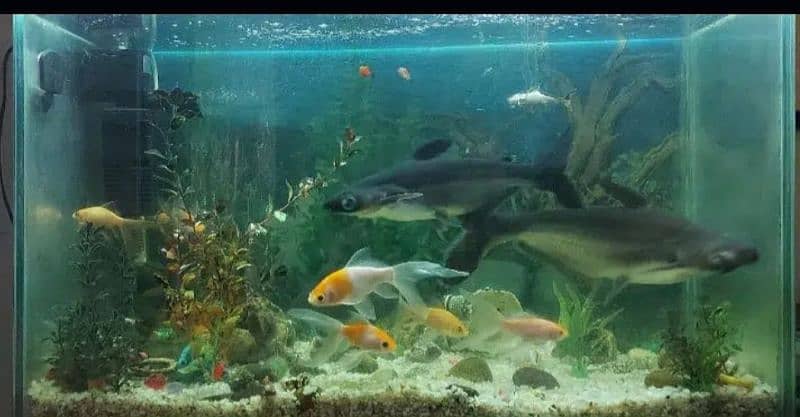 Pair of Blue Line Sharks Aquarium Fish - only fish for sale 3