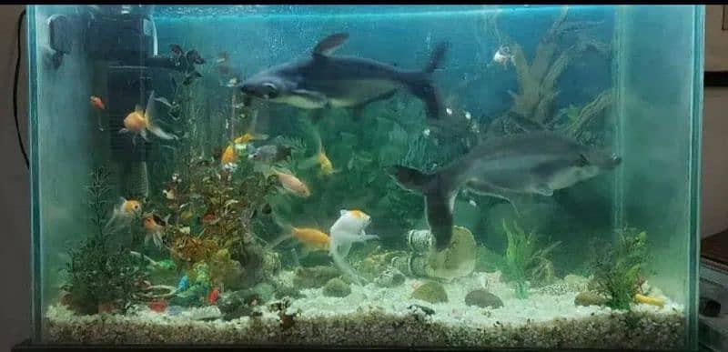 Pair of Blue Line Sharks Aquarium Fish - only fish for sale 4