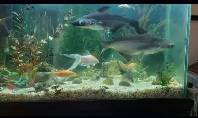Pair of Blue Line Sharks Aquarium Fish - only fish for sale 6