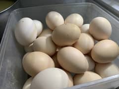 Desi fertile Eggs
