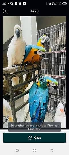 belu golden macaw parrot chiks far sale wahtsp please 0331/4489/359