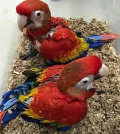 Red split macaw parrot chiks available hanwahtsp please 0331/4489/359