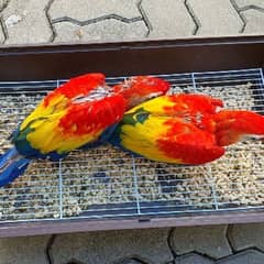 red split macaw parrot chiks available han wahtsp please 03314489359