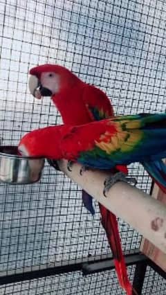 red wing split macaw parrot available ha wahtsp please 03314489359
