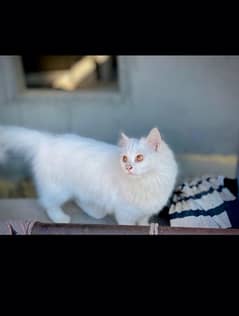 persian cat long coat 7 month age female full wight