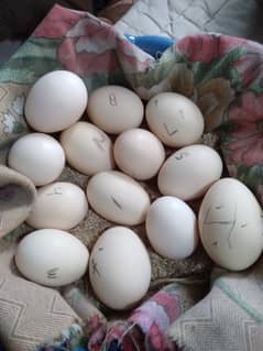 Fancy Hens Fresh Eggs For Sale Rs,200/
