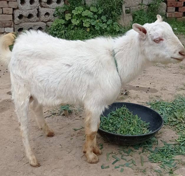 beautiful 2 male goat 1
