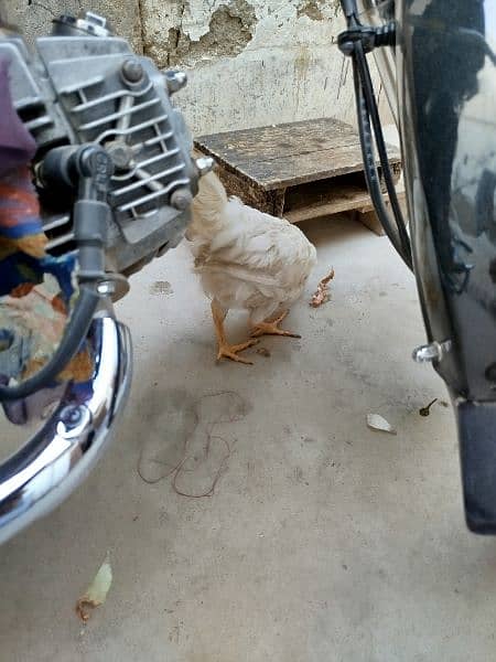 Heera and all hens selling in package 0303/7111/711 0