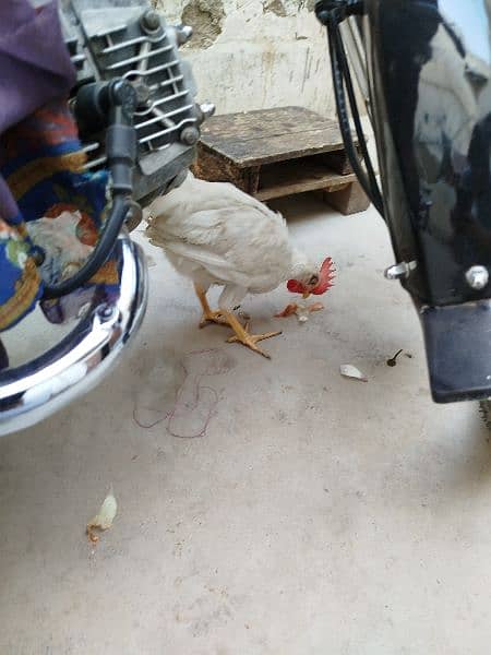 Heera and all hens selling in package 0303/7111/711 1