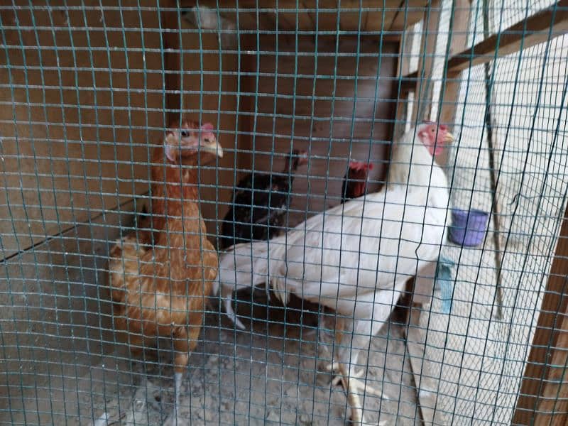 Heera and all hens selling in package 0303/7111/711 5