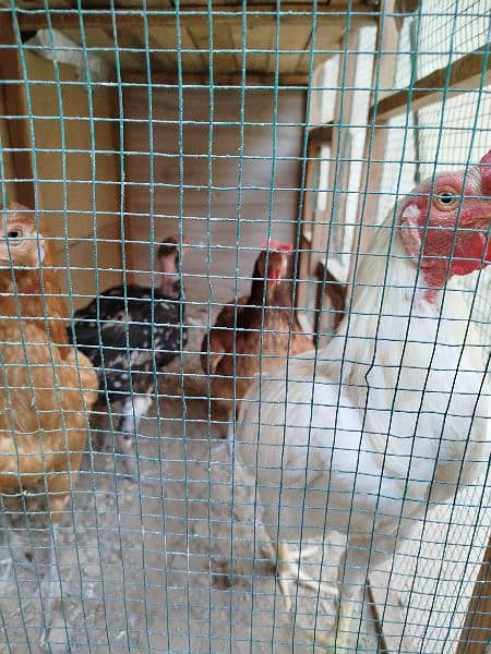 Heera and all hens selling in package 0303/7111/711 6