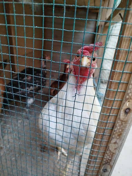 Heera and all hens selling in package 0303/7111/711 7
