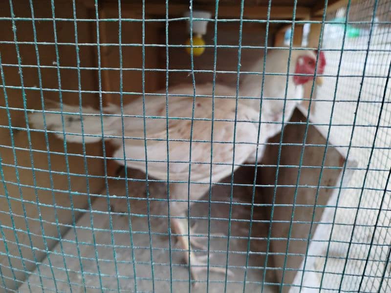 Heera and all hens selling in package 0303/7111/711 9
