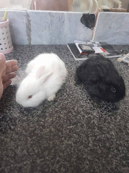 black rabbit double coded pair 0