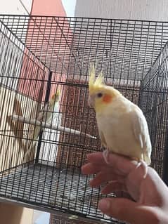 Hand tame coctails  love birds pair