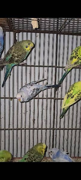 Exhibition budgies king size budgies 5