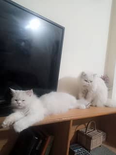 Persian Cat Pair (Male & Female)