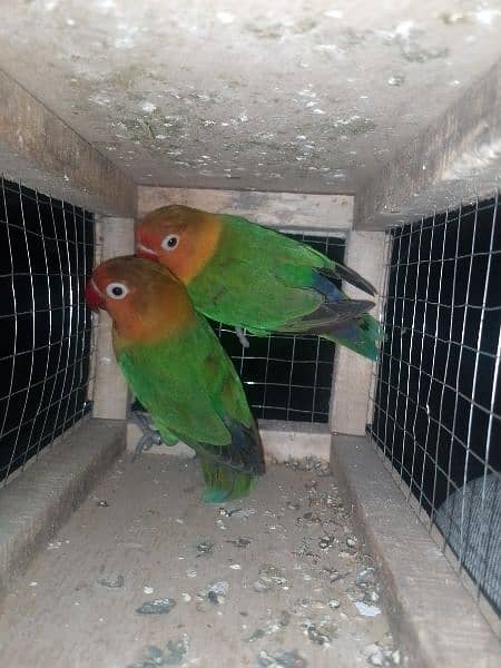 love bird ka breeder pair green fisher nail tail fly ok 1